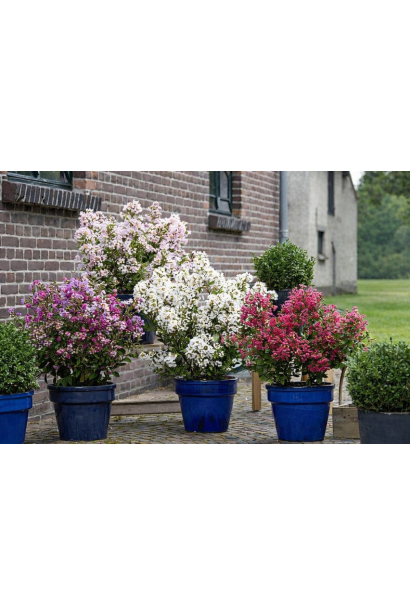 Вірджин в композиції з іншими сортами лінійки With Love